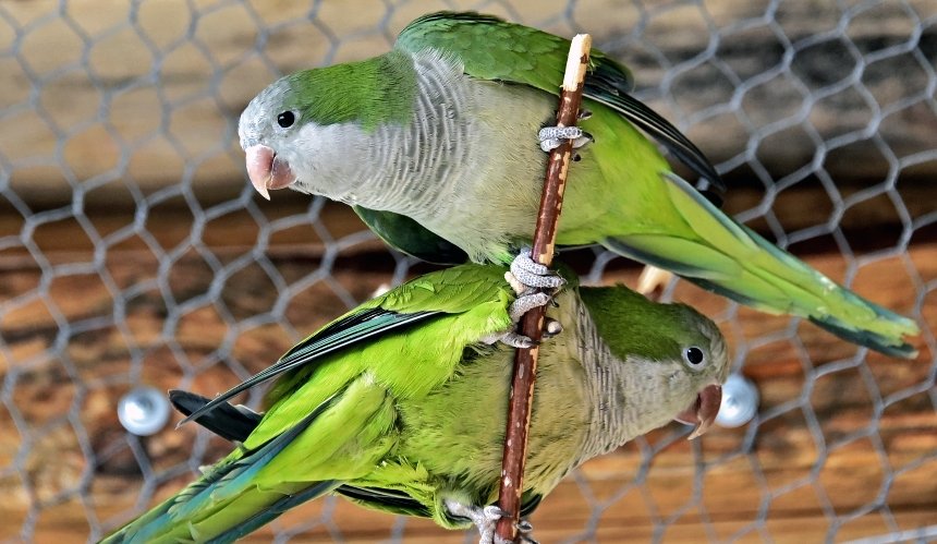 Папуги Київського зоопарку поселились у новий літній будиночок: фото