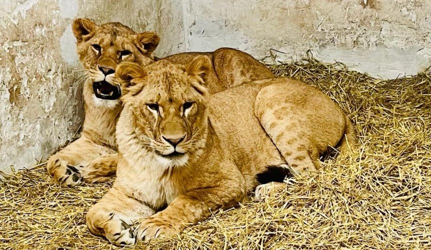 Для левиць із зооцентру на Київщині пропонують обрати імена: для цього треба взяти участь в аукціоні