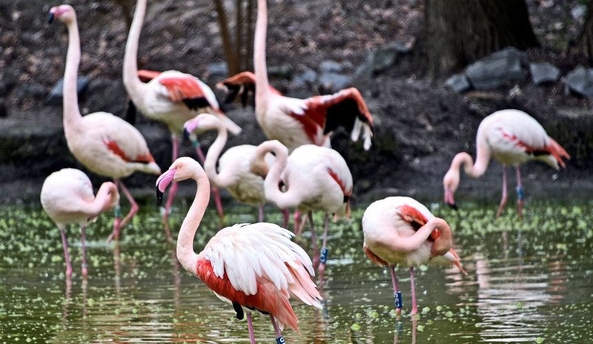 Рожеві фламінго Київського зоопарку повернулись на літні озера: фото