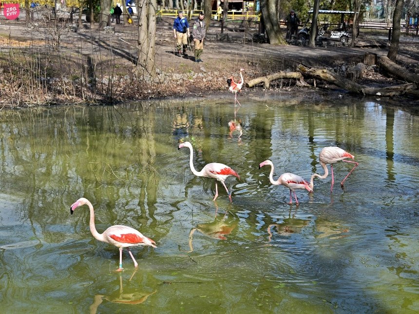 Рожеві фламінго Київського зоопарку повернулись на літні озера