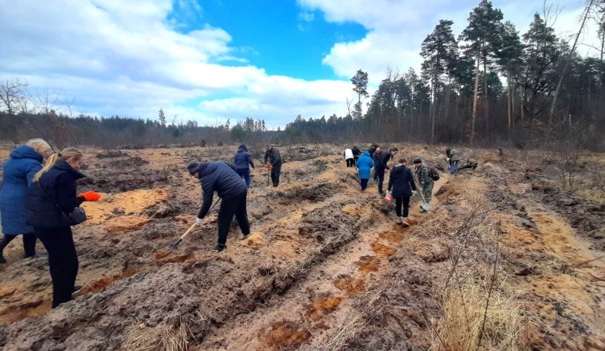 В одному з київських лісопарків висадили 3800 саджанців сосни та дуба: фото