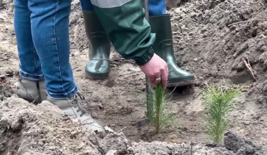 У Дарницькому районі столиці висадили понад 2 тисячі сіянців сосни: деталі