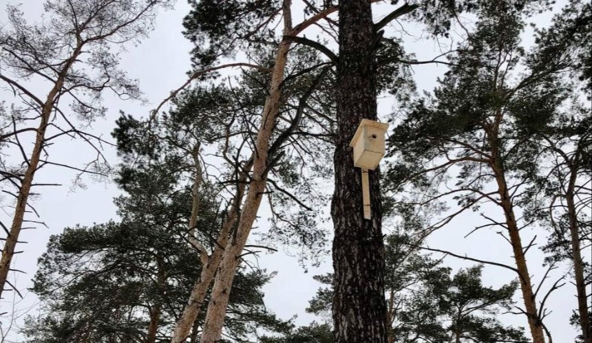 В яких парках і скверах Києва облаштували будиночки для гніздування птахів: перелік локацій