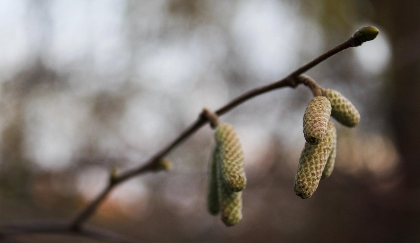 Тепло до +9°C та майже без опадів: якою буде погода у Києві наступного тижня