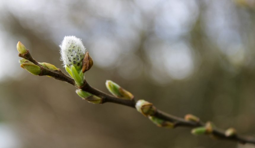 Сонячно та тепло: якою буде погода у Києві на вихідних