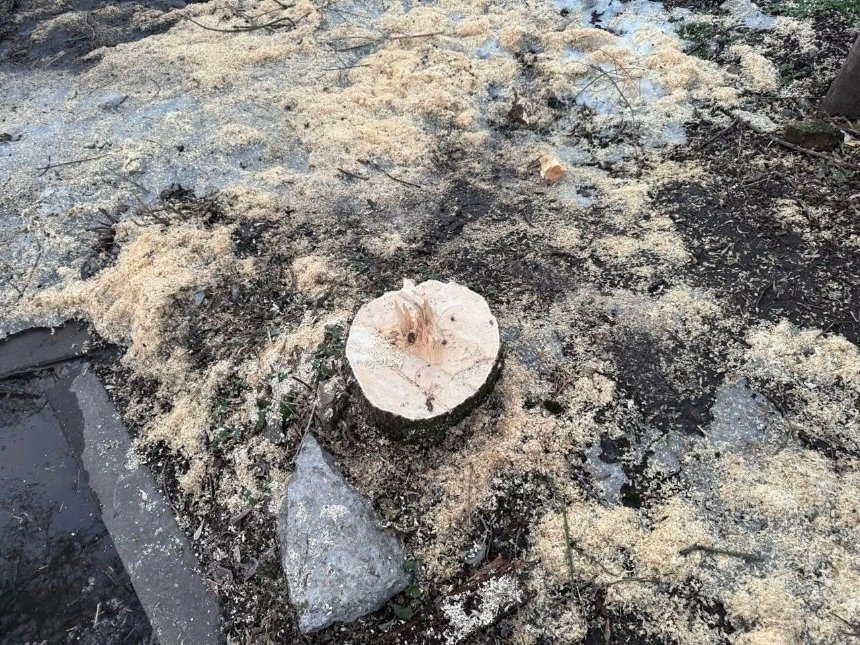 На Пейзажній алеї почали вирубку дерев та демонтаж гаражів