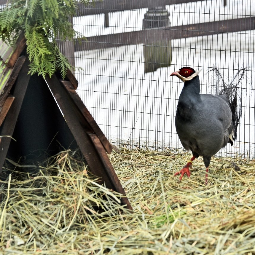 У КиївЗоо&nbsp;для фазанів облаштували нові "квартири"