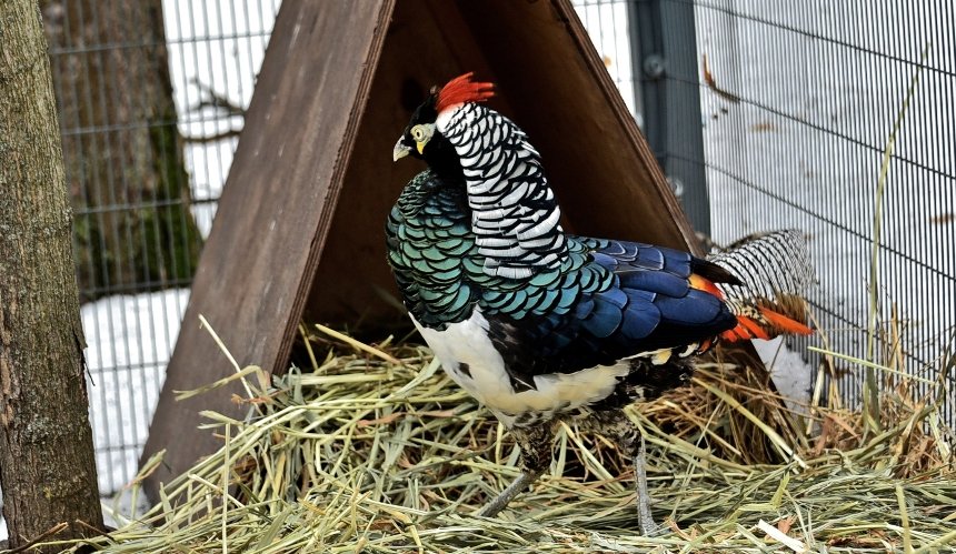 У КиївЗоо&nbsp;для фазанів облаштували нові "квартири": фото