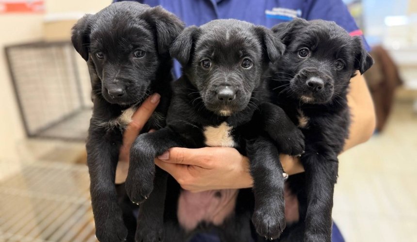 Ювілей UAnimals: 10 років боротьби за права тварин та 650 тисяч врятованих життів