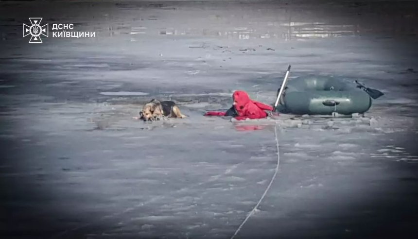 У Білій Церкві надзвичайники витягли собаку з крижаної пастки
