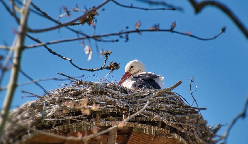 Сонячно, тепло, без опадів: якою буде погода у Києві наступного тижня