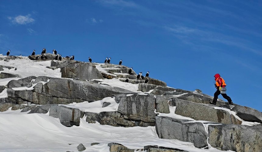 Як порахувати 11 тисяч пінгвінів: українські полярники розкрили секрети "перепису"