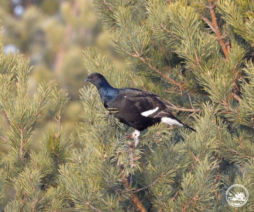 У Чорнобильському заповіднику тетеруки розпочали шлюбні танці