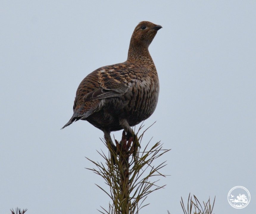 У Чорнобильському заповіднику тетеруки розпочали шлюбні танці