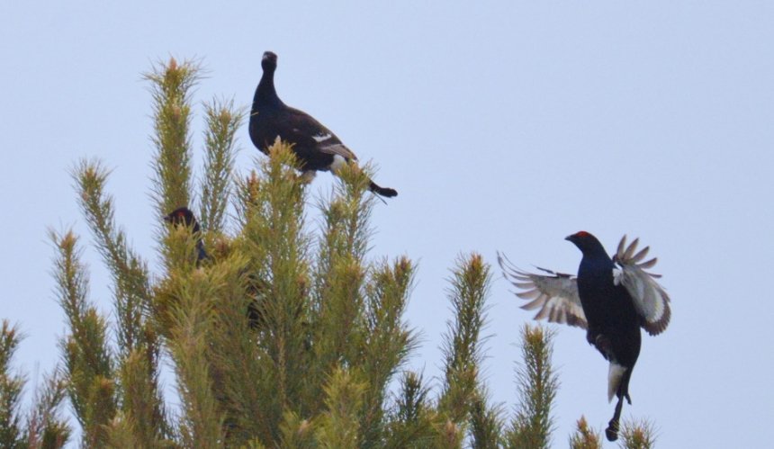 У Чорнобильському заповіднику тетеруки розпочали шлюбні танці та "лісові концерти": фото