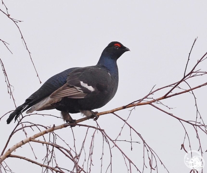 У Чорнобильському заповіднику тетеруки розпочали шлюбні танці