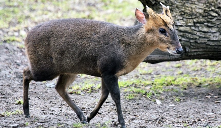 У КиївЗоо мунтжак Мо одужав після обстрілу та став батьком: фото