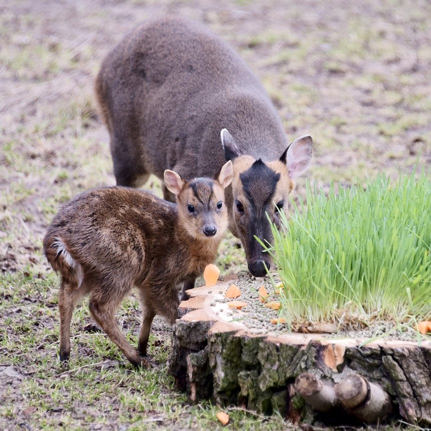 Фото: КиївЗоо
