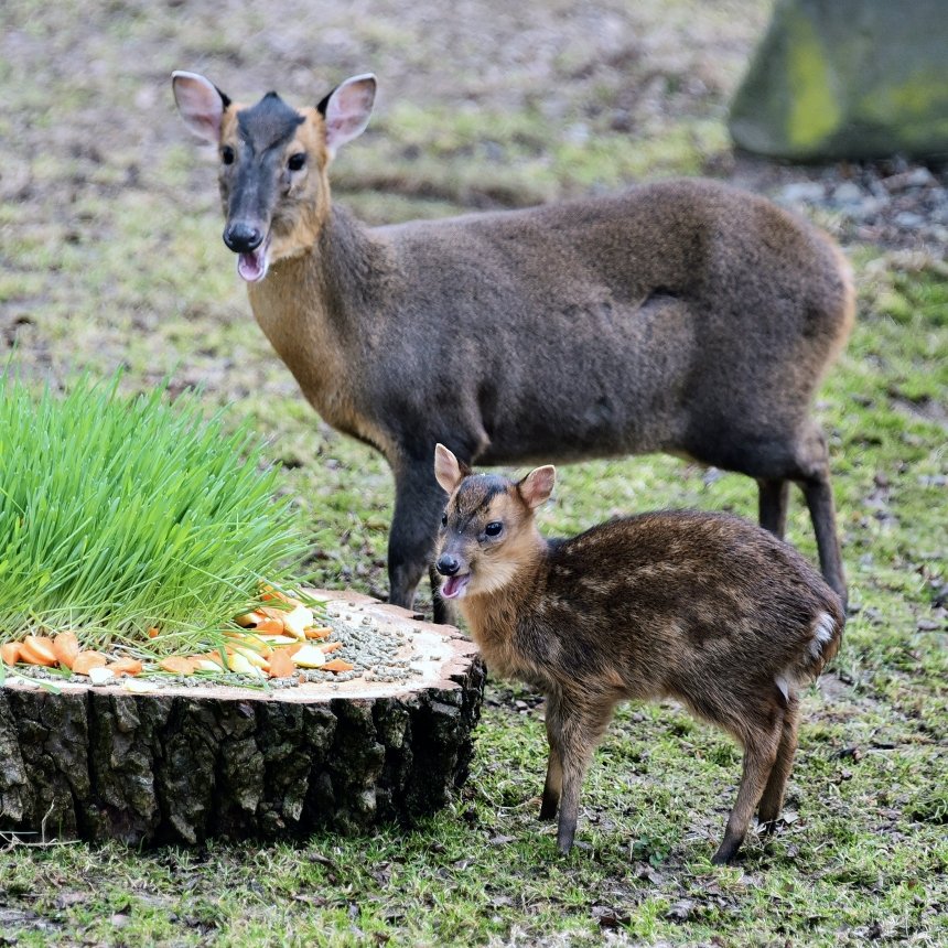 Фото: КиївЗоо