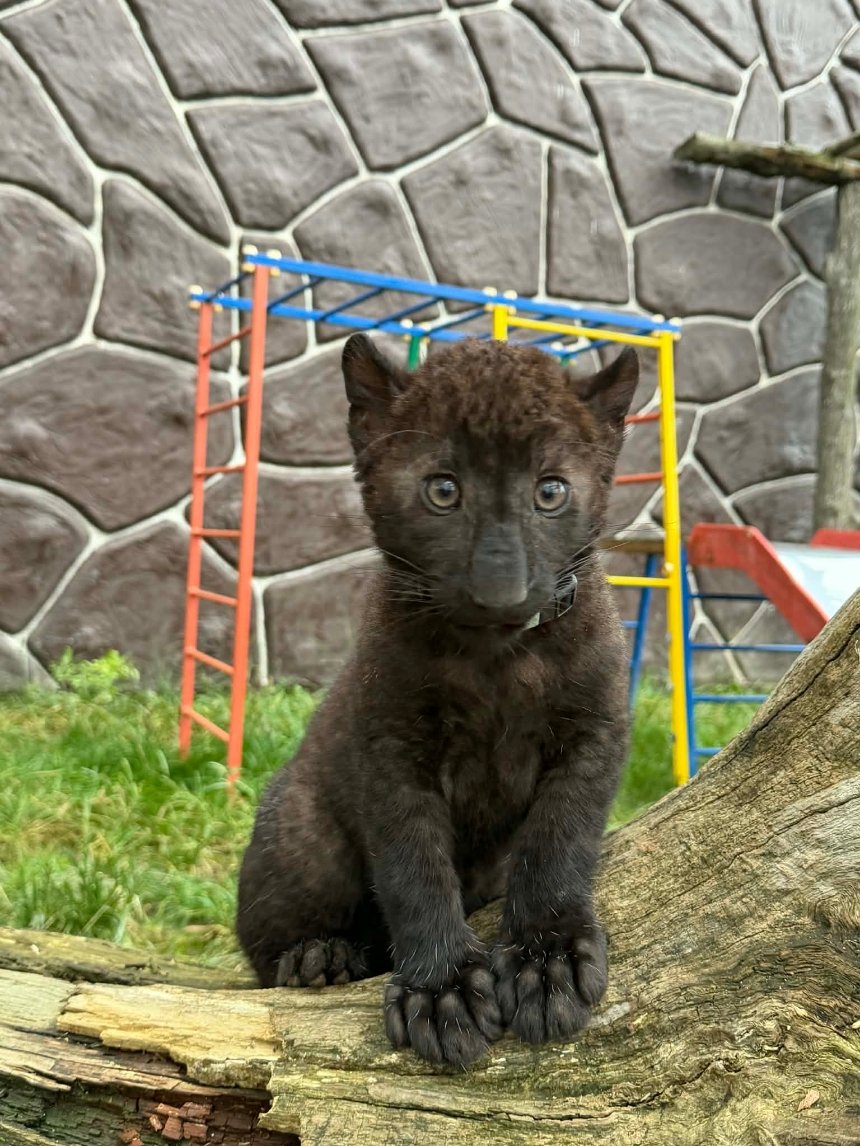 У зоопарку під Києвом народилося унікальне чорне дитинча леопарда У зоопарку під Києвом народилося унікальне чорне дитинча леопарда
