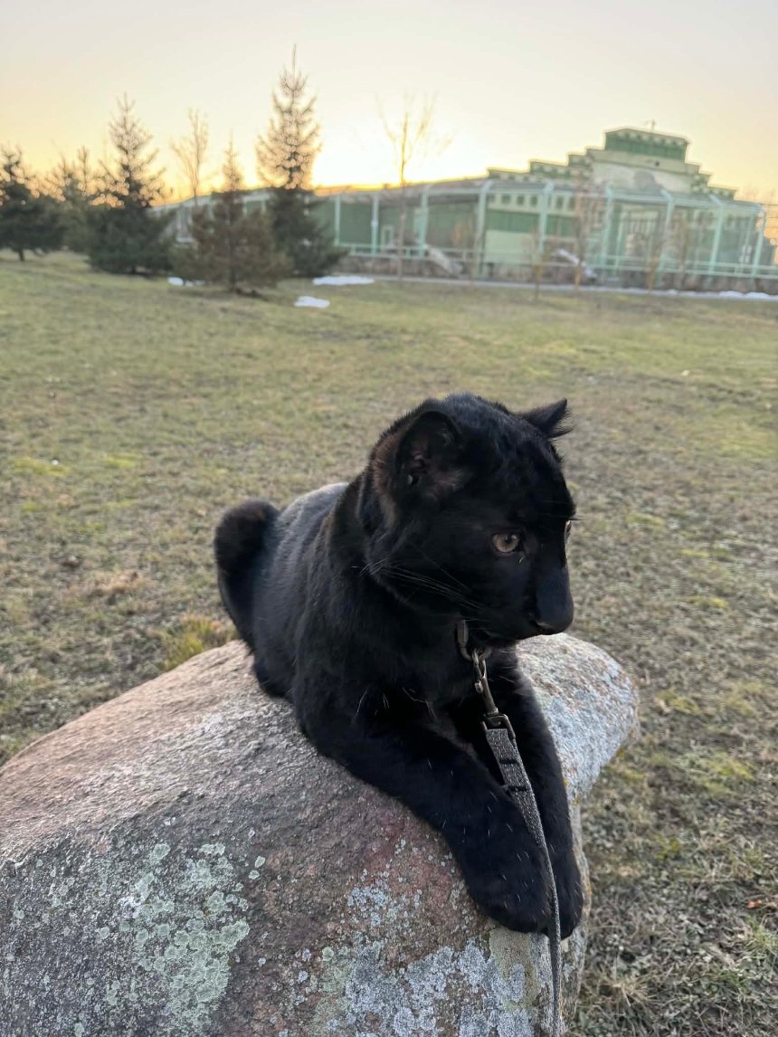 У зоопарку під Києвом народилося унікальне чорне дитинча леопарда У зоопарку під Києвом народилося унікальне чорне дитинча леопарда