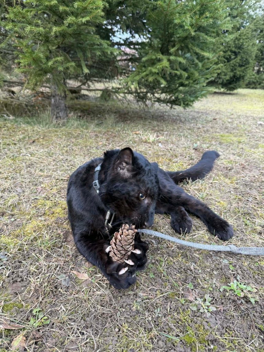 У зоопарку під Києвом народилося унікальне чорне дитинча леопарда У зоопарку під Києвом народилося унікальне чорне дитинча леопарда