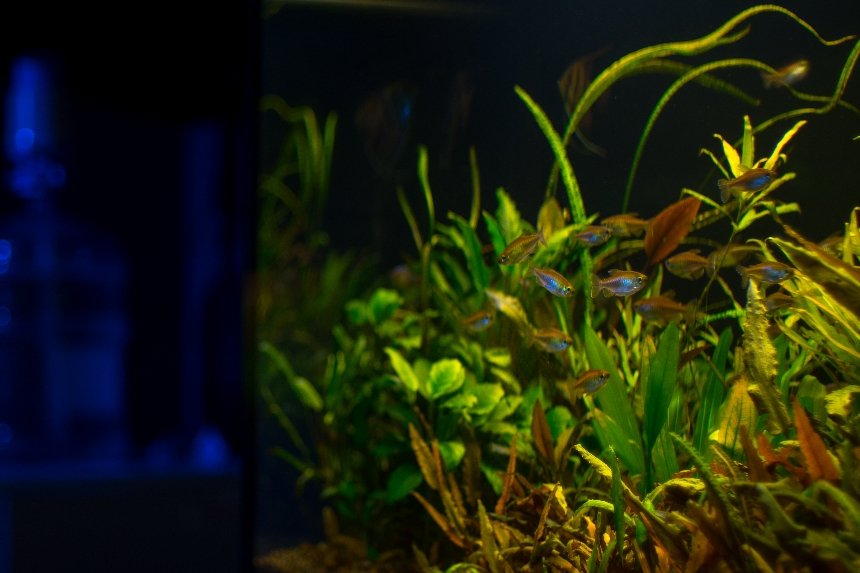 Будинок природи у Києві перейшов в онлайн-формат через аварію