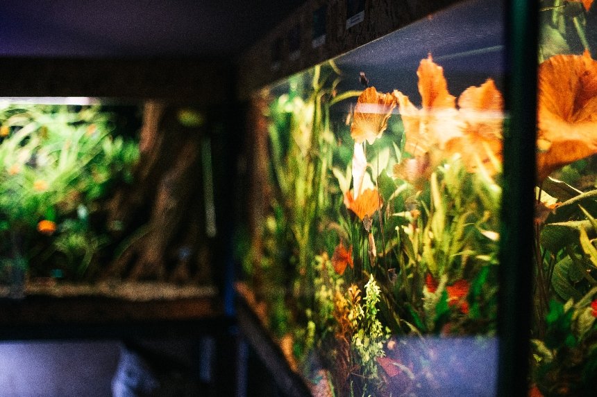 Будинок природи у Києві перейшов в онлайн-формат через аварію