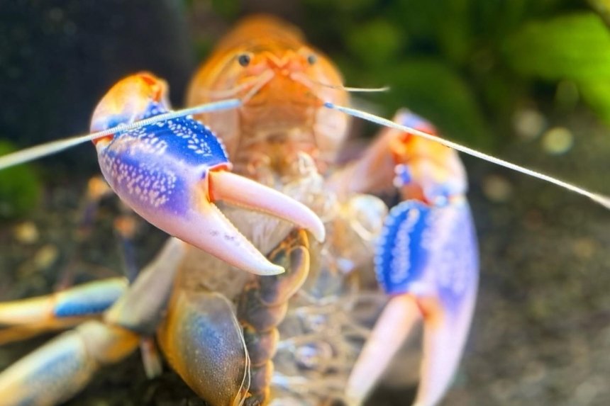 Будинок природи у Києві перейшов в онлайн-формат через аварію