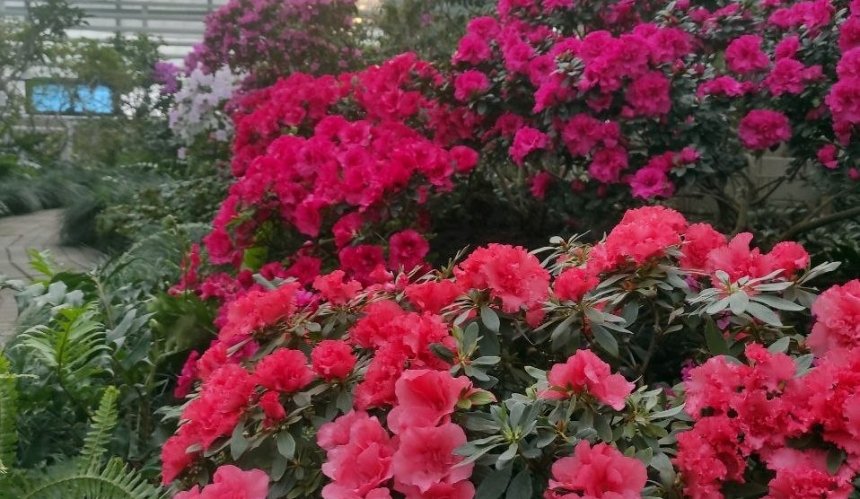В оранжереях ботсаду імені Гришка розквітли рідкісні азалії: фото