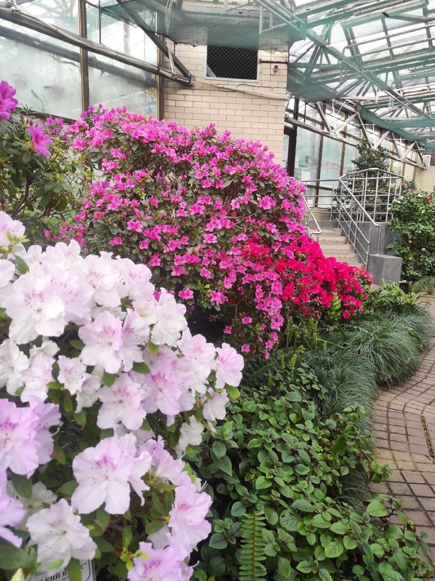 В оранжереях ботсаду імені Гришка розквітли рідкісні азалії