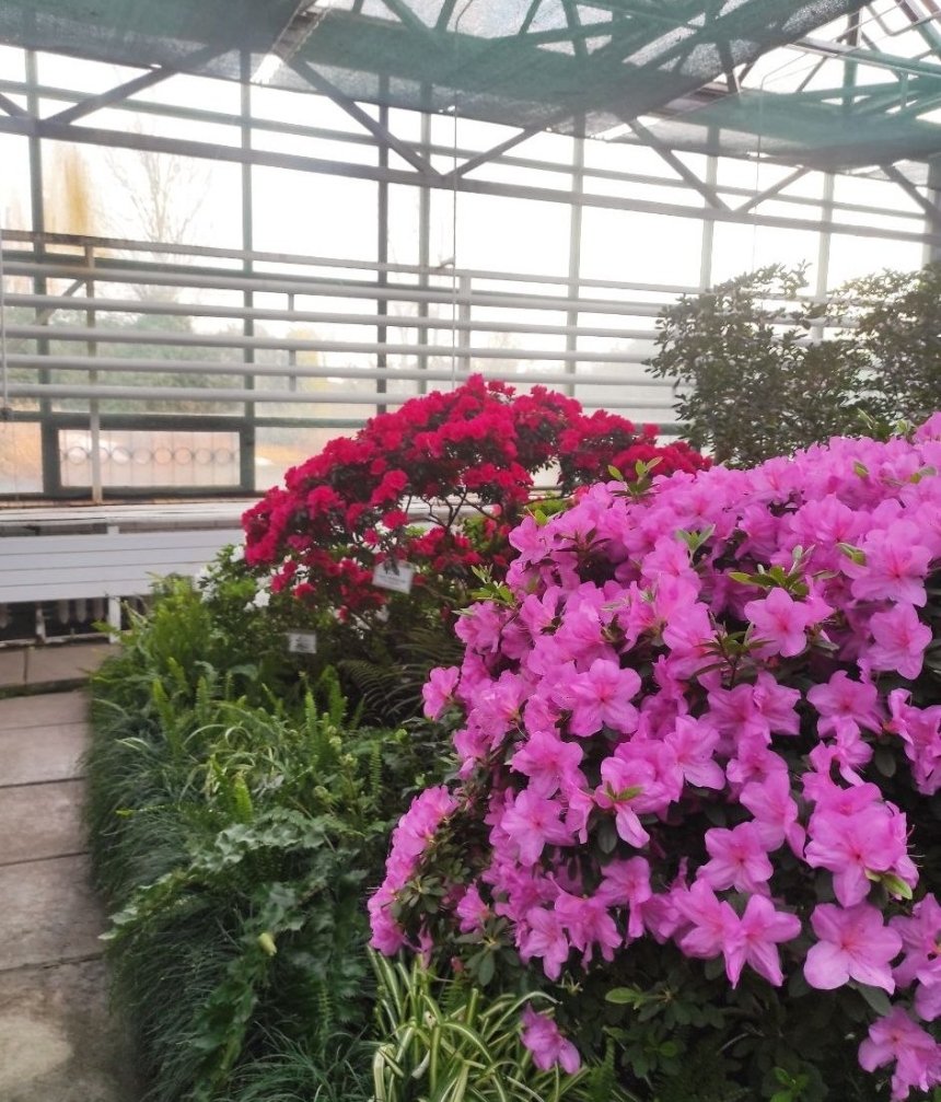 В оранжереях ботсаду імені Гришка розквітли рідкісні азалії