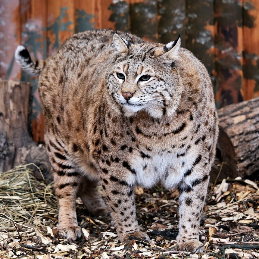 У КиївЗоо показали вгодованого рися Степана