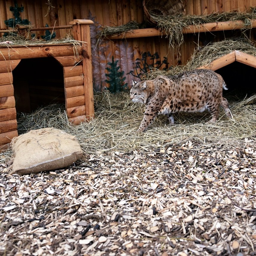 У КиївЗоо показали вгодованого рися Степана