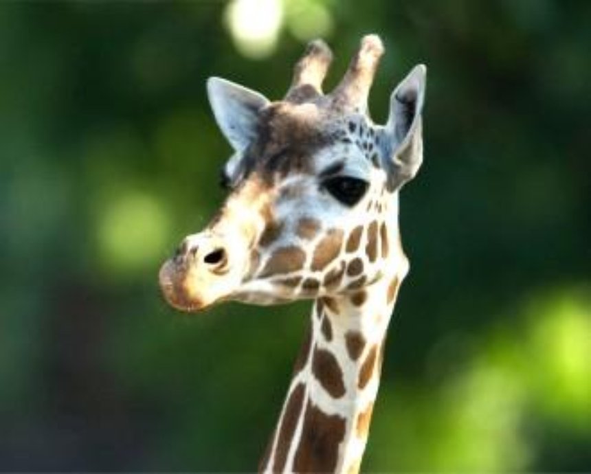 «Даёшь один миллион жирафов!»: прими участие во всемирном флешмобе