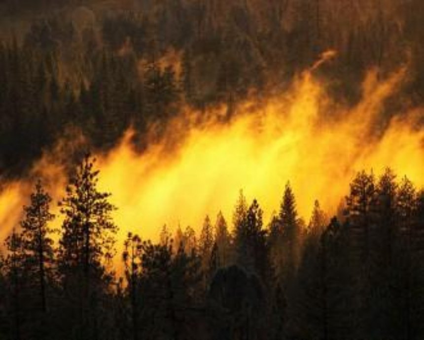 Столичные леса подготовят к пожароопасному периоду
