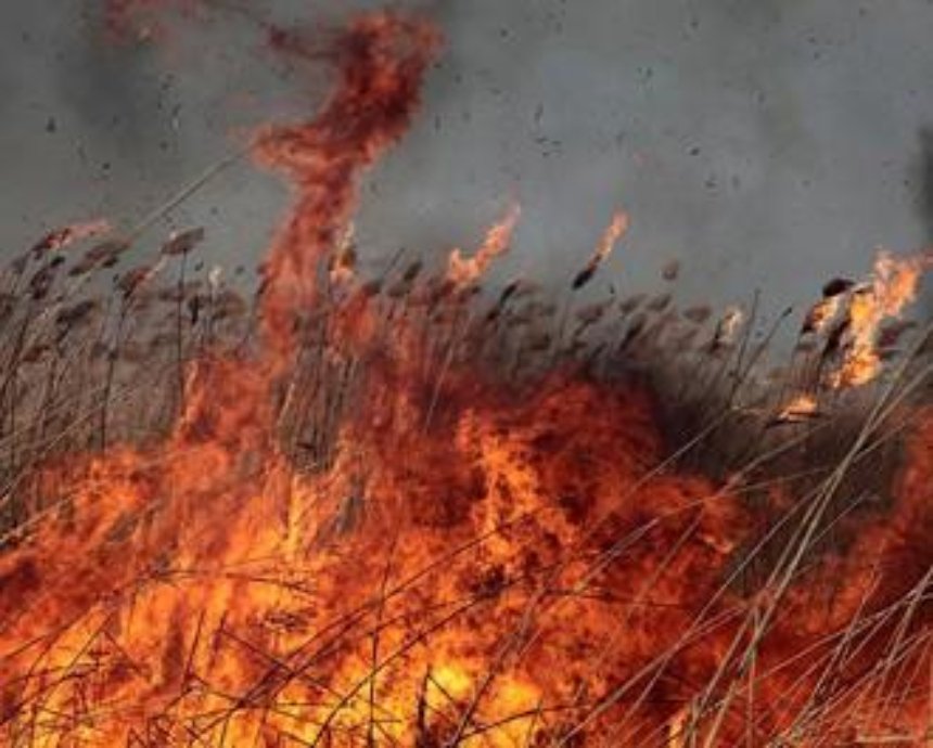 В Бортничах масштабный пожар: огонь распространился на 10 гектаров