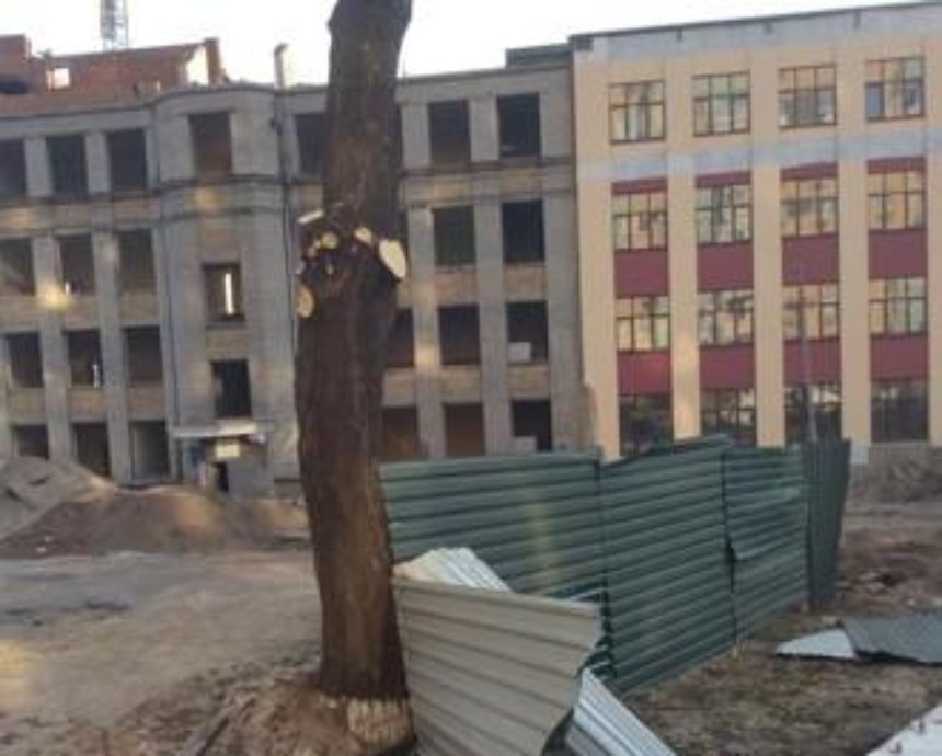 Киевляне жалуются, что на Левобережке срубили аллею деревьев (фото)
