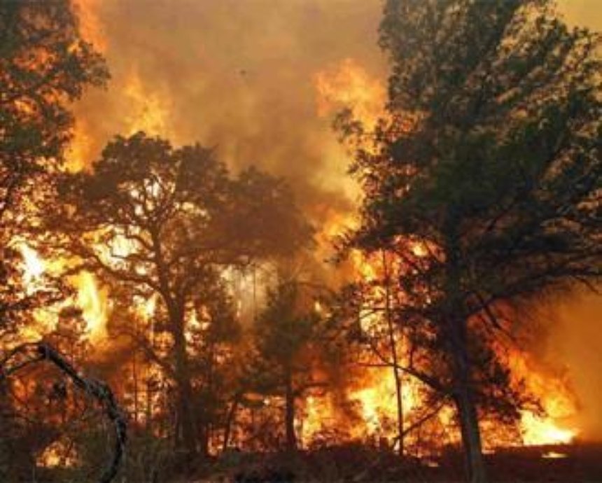 В столице создали штаб для ликвидации лесных пожаров