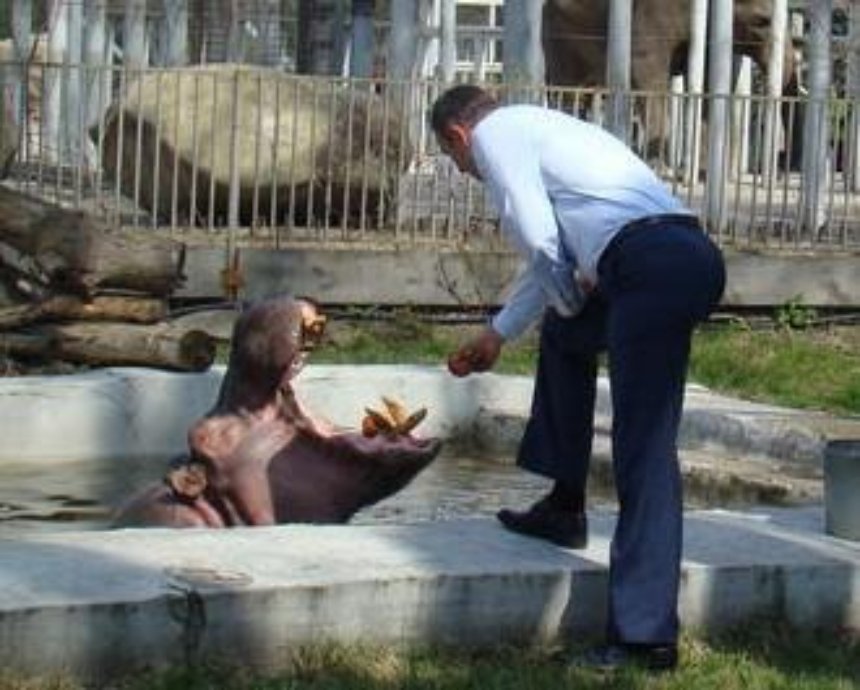 Кличко покормил в зоопарке бегемота (видео, фото)