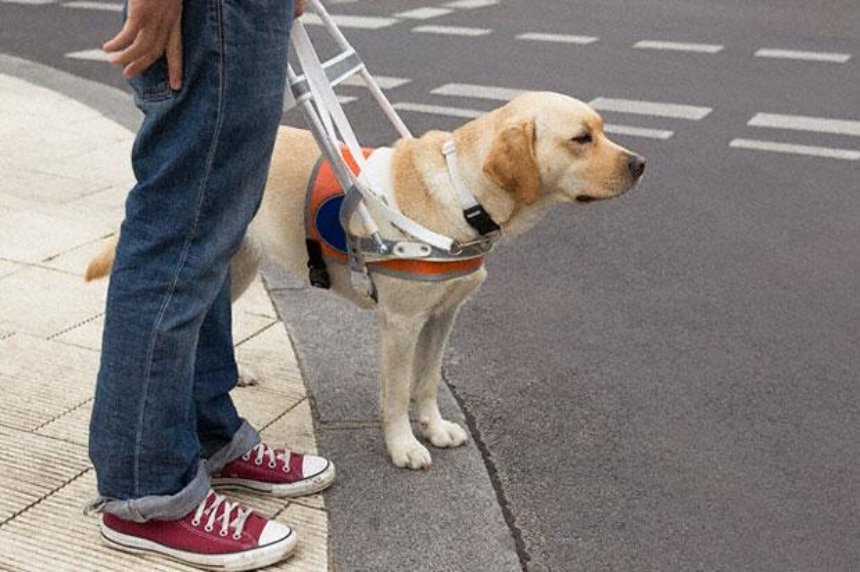 Киевляне требуют, чтобы собак-поводырей пускали в метро