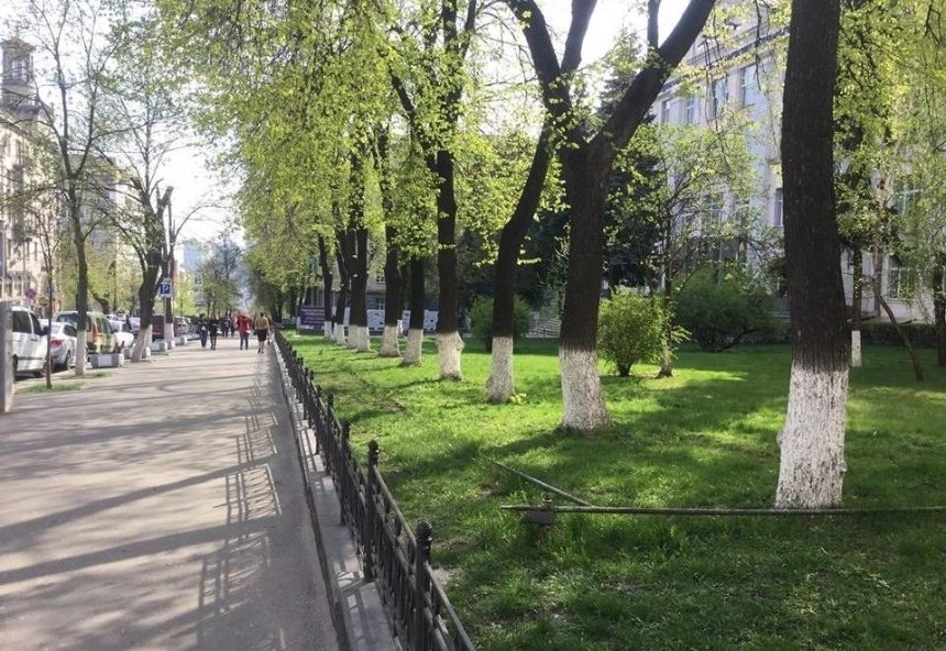 В КГГА объяснили запрет на побелку деревьев в Киеве