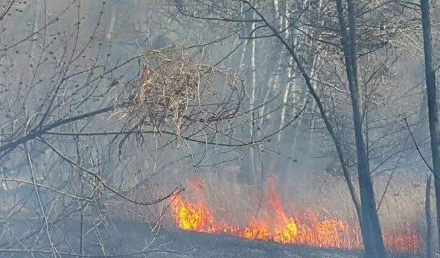 В Киеве вспыхнул пожар на берегу Совских прудов (фото) (обновлено)