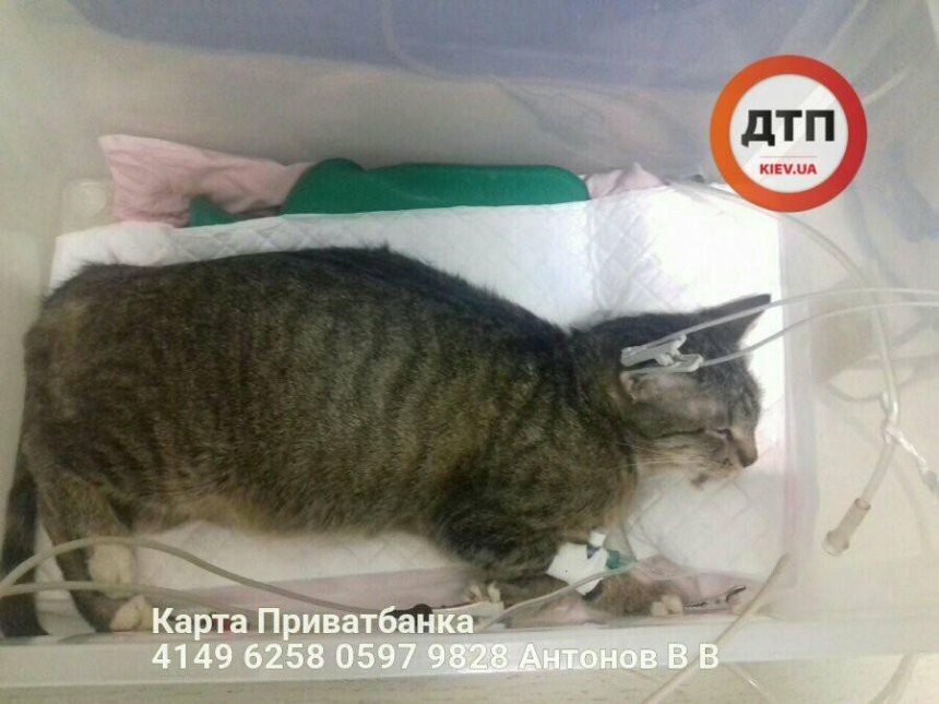 Серйозні травми: активісти збирають кошти на порятунок кішки