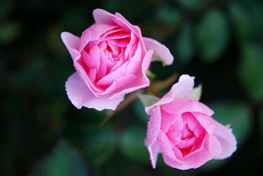 В Гидропарке высадят более тысячи кустов роз