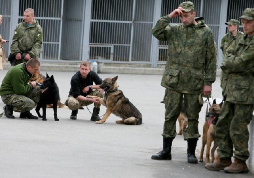 Собаки, що пройшли АТО, охоронятимуть порядок під час "Євробачення"