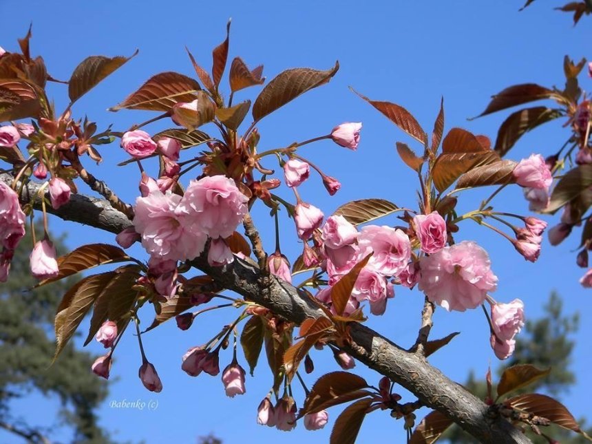 В столичном "японском" парке цветут сакуры (фото)