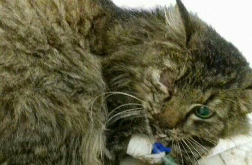 Котенок, на лечение которого собирали деньги, умер в клинике