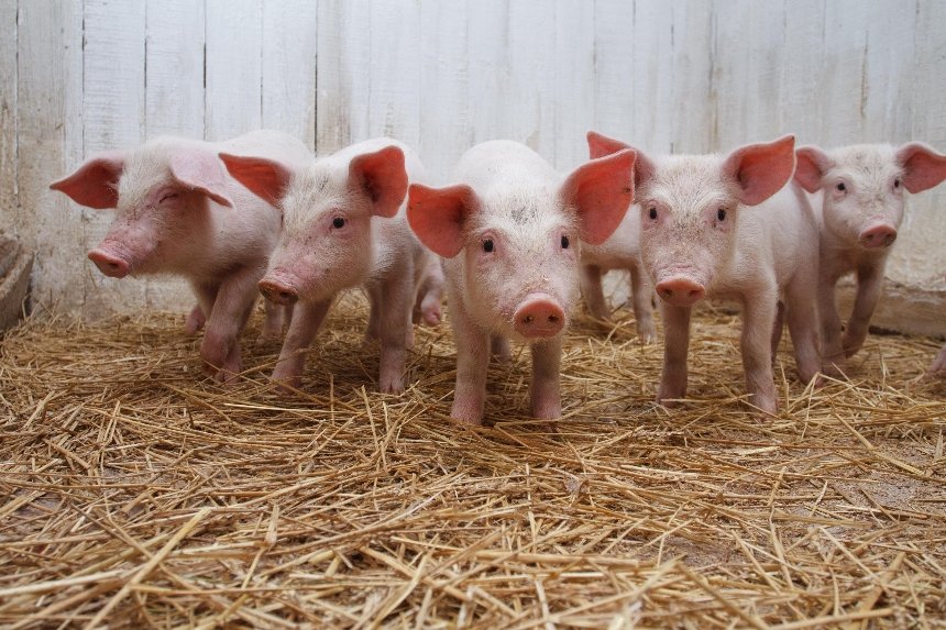 В Киеве запретили продажу свинины, привезенной из области