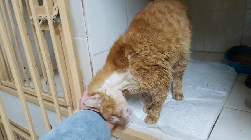 В гостях у выжившего кота: Феликс ищет заботливого хозяина (фото, видео)